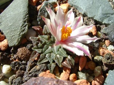 Ariocarpus kotschoubeyanus v. albiflorus; sept. 2017
