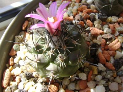 Turbinicarpus viereckii
