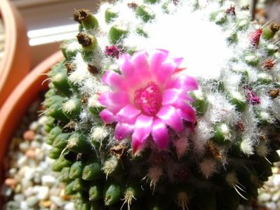 Mammillaria polythele cv. Stachellos
