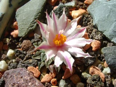 Ariocarpus kotschoubeyanus v. albiflorus