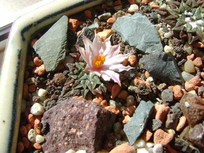 Ariocarpus kotschoubeyanus v. albiflorus