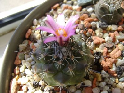 Turbinicarpus viereckii