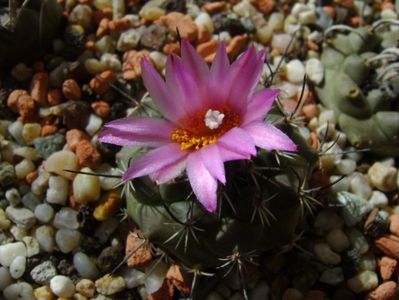 Turbinicarpus viereckii