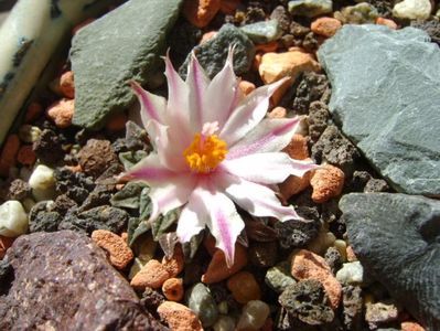 Ariocarpus kotschoubeyanus v. albiflorus