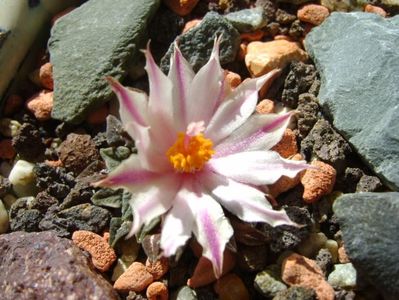 Ariocarpus kotschoubeyanus v. albiflorus