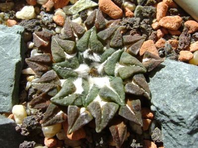 Ariocarpus kotschoubeyanus v. macdowellii