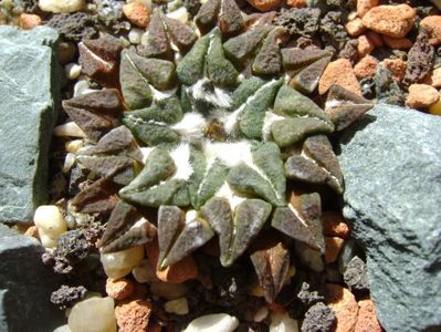Ariocarpus kotschoubeyanus v. macdowellii