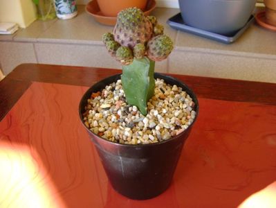 Sulcorebutia rauschii f. violacidermis (altoita)