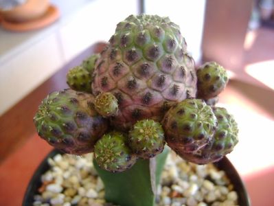 Sulcorebutia rauschii f. violacidermis (altoita)
