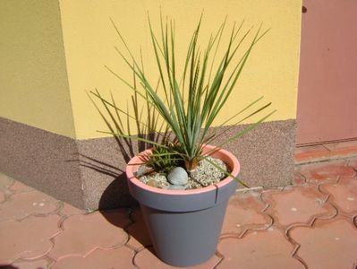 Yucca rostrata