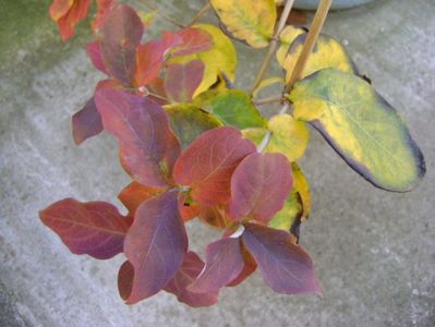 Lonicera sempervirens Dropmore Scarlet