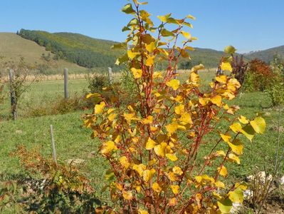 tilia Winter Orange