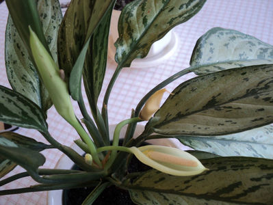 Aglaonema