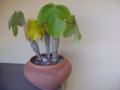 Jatropha podagrica, culori de toamna