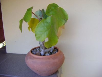 Jatropha podagrica, culori de toamna