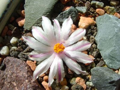 Ariocarpus kotschoubeyanus v. albiflorus