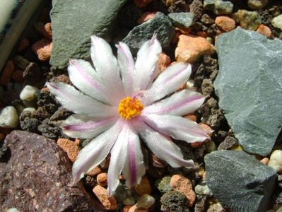 Ariocarpus kotschoubeyanus v. albiflorus