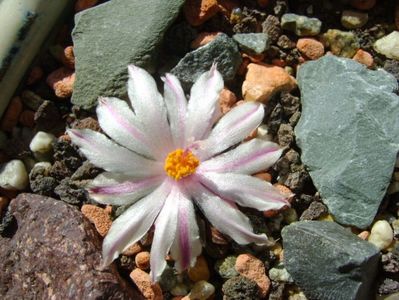 Ariocarpus kotschoubeyanus v. albiflorus