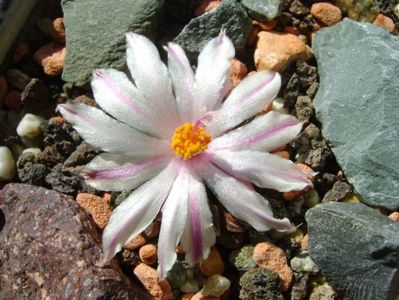 Ariocarpus kotschoubeyanus v. albiflorus