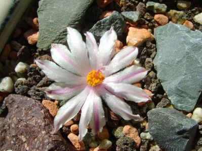 Ariocarpus kotschoubeyanus v. albiflorus