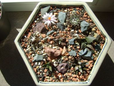 Ariocarpus kotschoubeyanus v. albiflorus