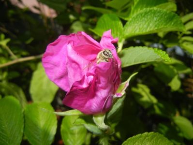 Rosa rugosa (2017, May 24)