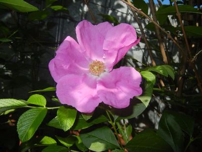 Rosa rugosa (2017, May 29)