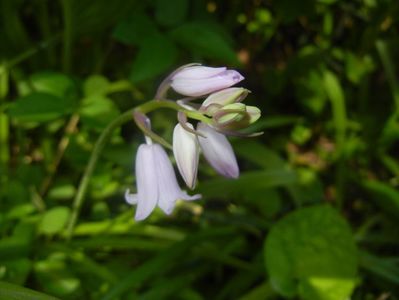 Hyacinthoides hispanica (2017, May 03)