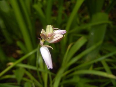 Hyacinthoides hispanica (2017, May 04)