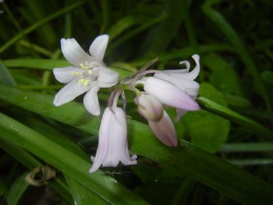 Hyacinthoides hispanica (2017, May 05)