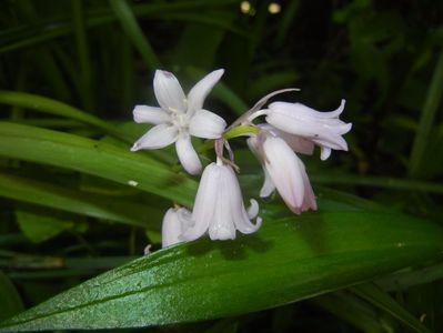 Hyacinthoides hispanica (2017, May 06)