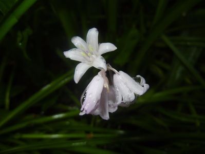 Hyacinthoides hispanica (2017, May 08)