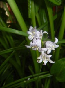 Hyacinthoides hispanica (2017, May 11)