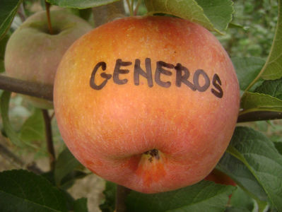 Măr Generos; Măr Generos
