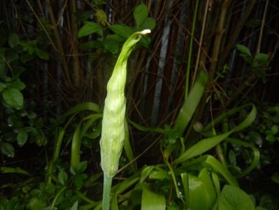 Nectaroscordum siculum (2017, May 08)