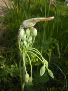 Nectaroscordum siculum (2017, May 09)