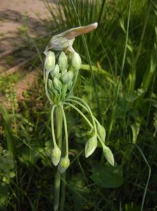 Nectaroscordum siculum (2017, May 09)