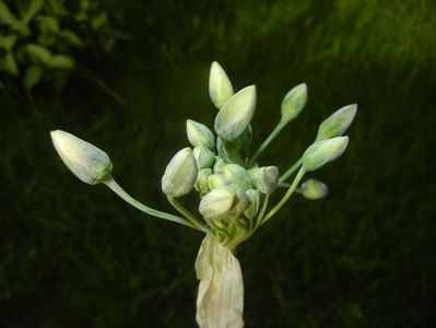 Nectaroscordum siculum (2017, May 11)