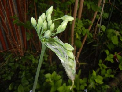 Nectaroscordum siculum (2017, May 12)