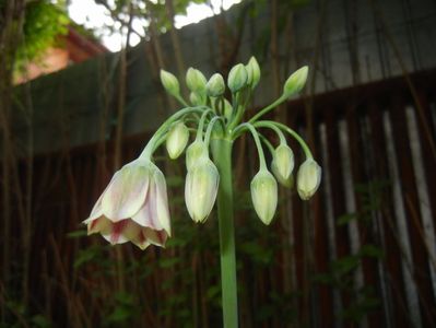 Nectaroscordum siculum (2017, May 13)