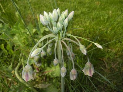 Nectaroscordum siculum (2017, May 13)