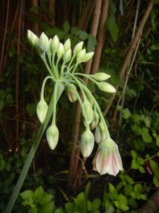 Nectaroscordum siculum (2017, May 13)