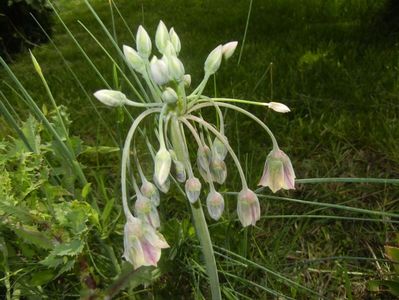 Nectaroscordum siculum (2017, May 14)