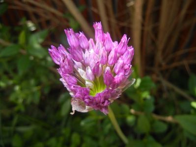 Allium Purple Sensation (2017, May 02)