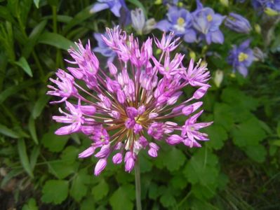 Allium Purple Sensation (2017, May 03)