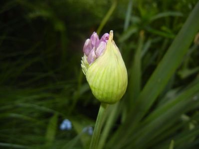 Allium Purple Sensation (2017, May 03)