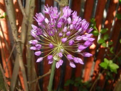 Allium Purple Sensation (2017, May 04)