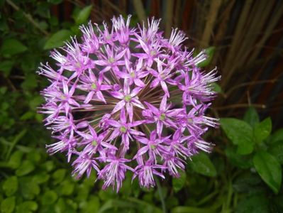 Allium Purple Sensation (2017, May 05)