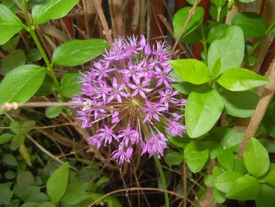 Allium Purple Sensation (2017, May 06)