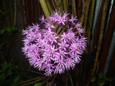 Allium Purple Sensation (2017, May 08)